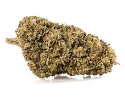 Outdoor Flower_0