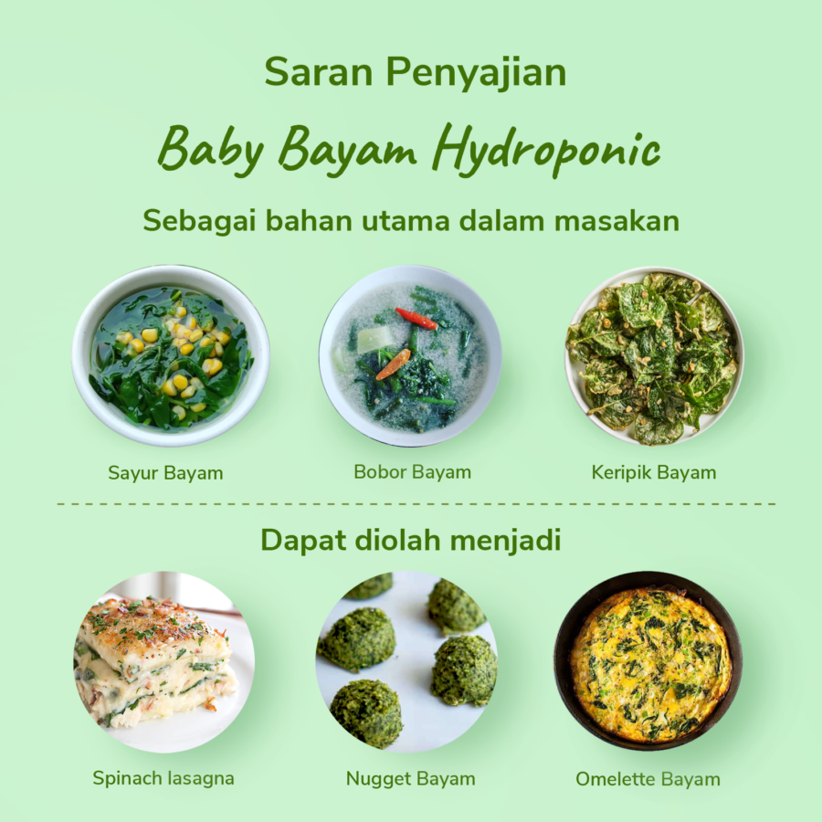 Baby Bayam Hydroponic 100gram_1