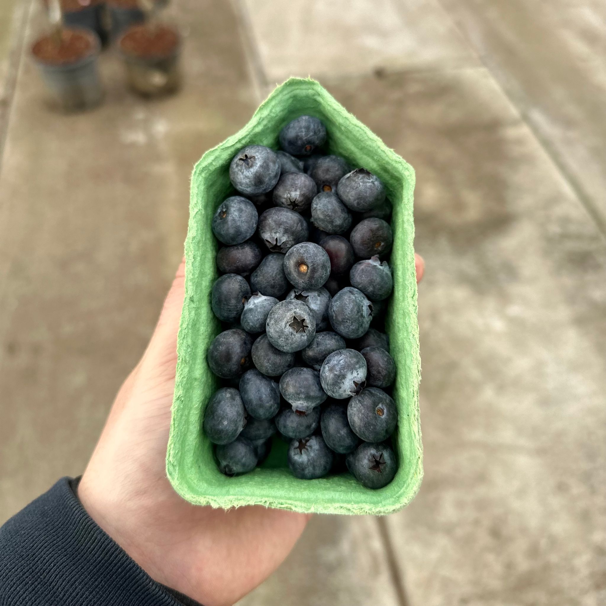 Blauwe bessen doosje 150GR_0