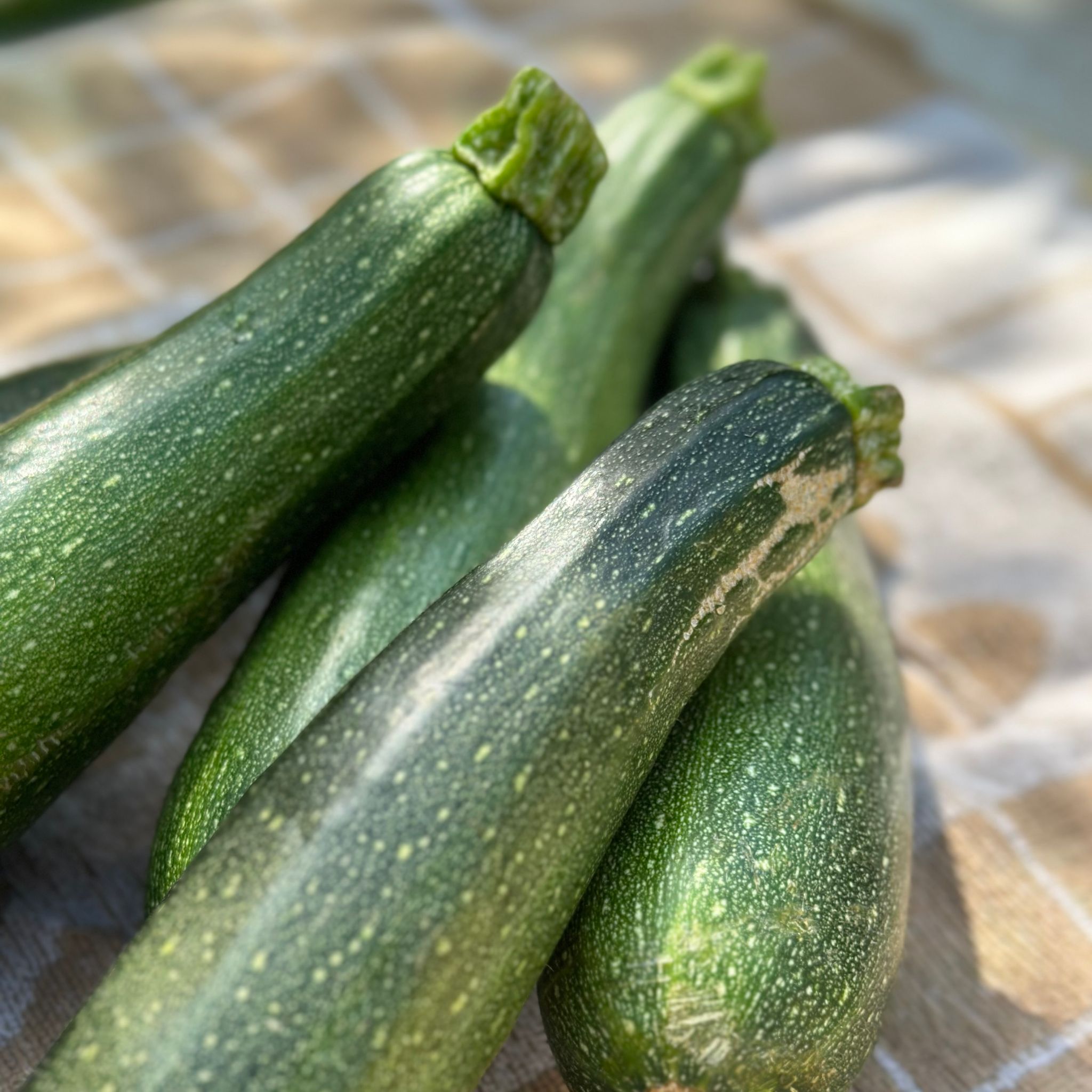 Courgette Bio_0
