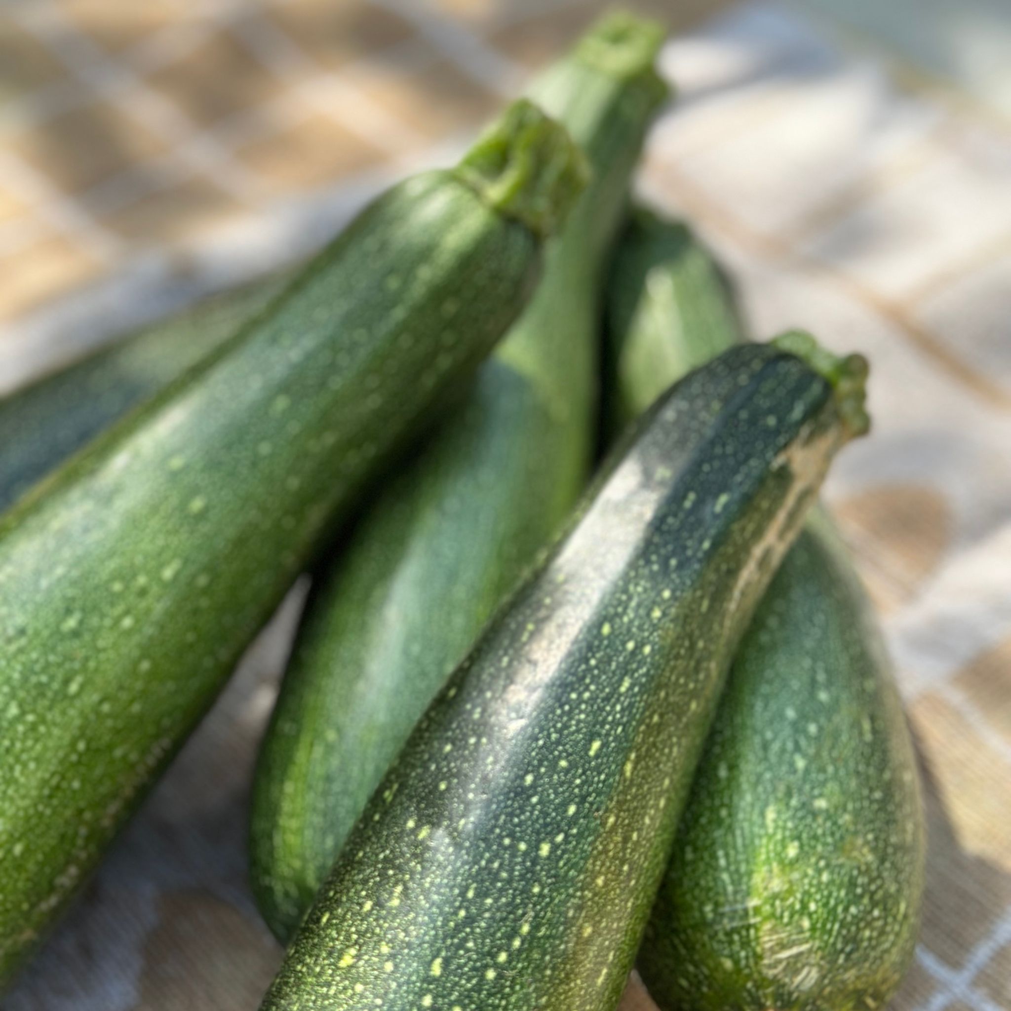 Courgette Bio_1