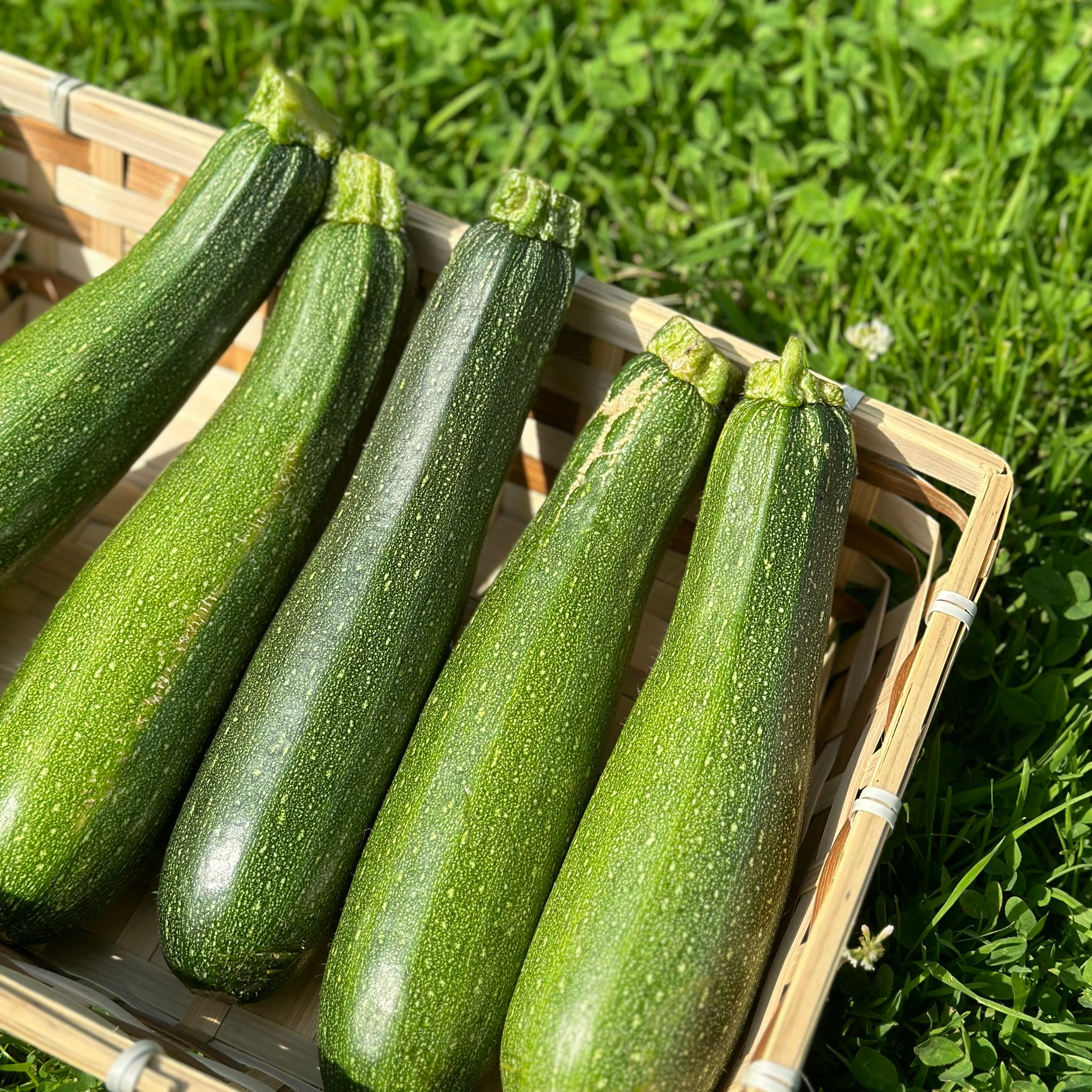 Courgette Bio_2