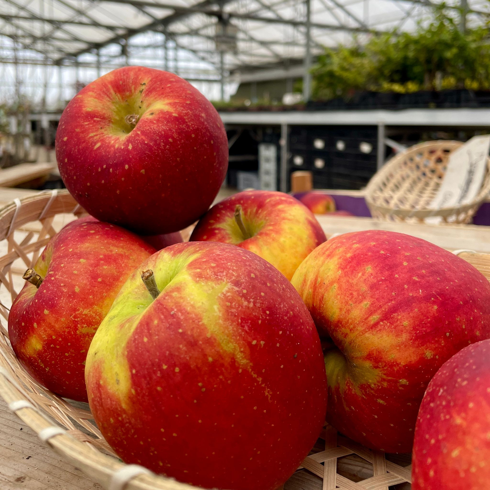Wellant appels _0