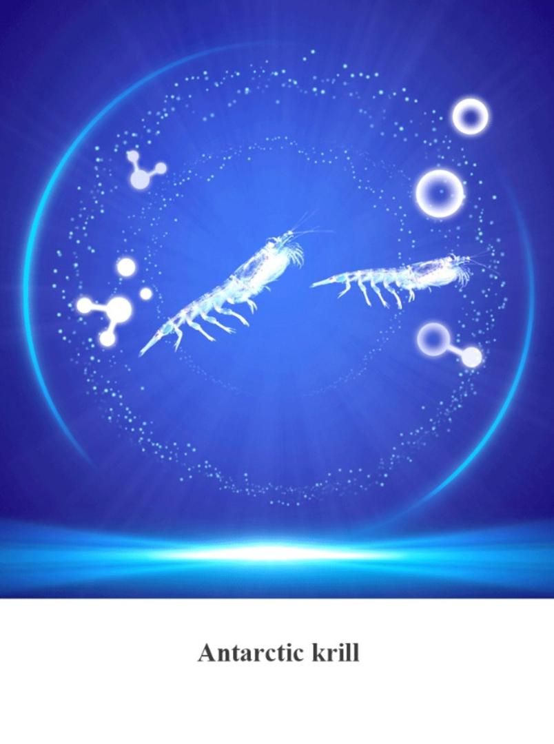 Antartic Krill Oil_1
