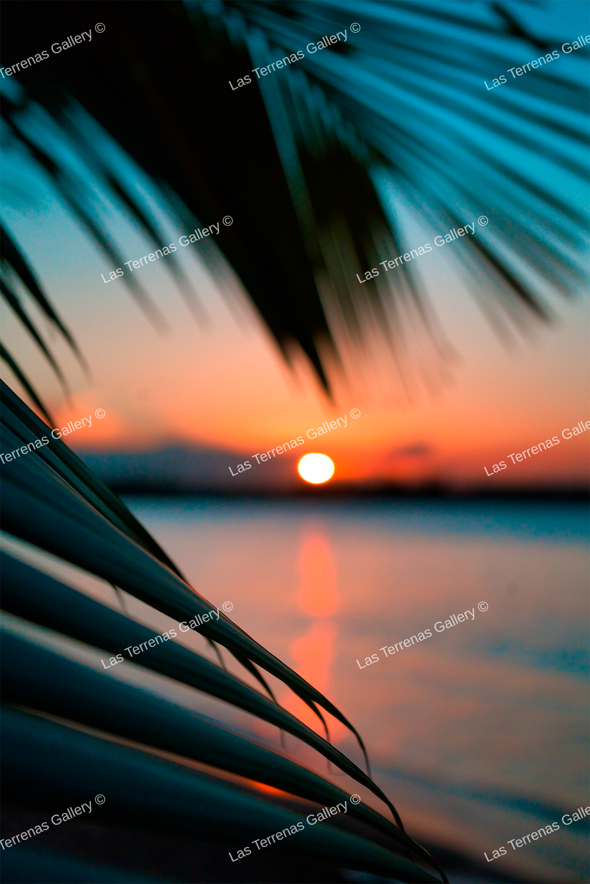 Playa Poppy 2585_0