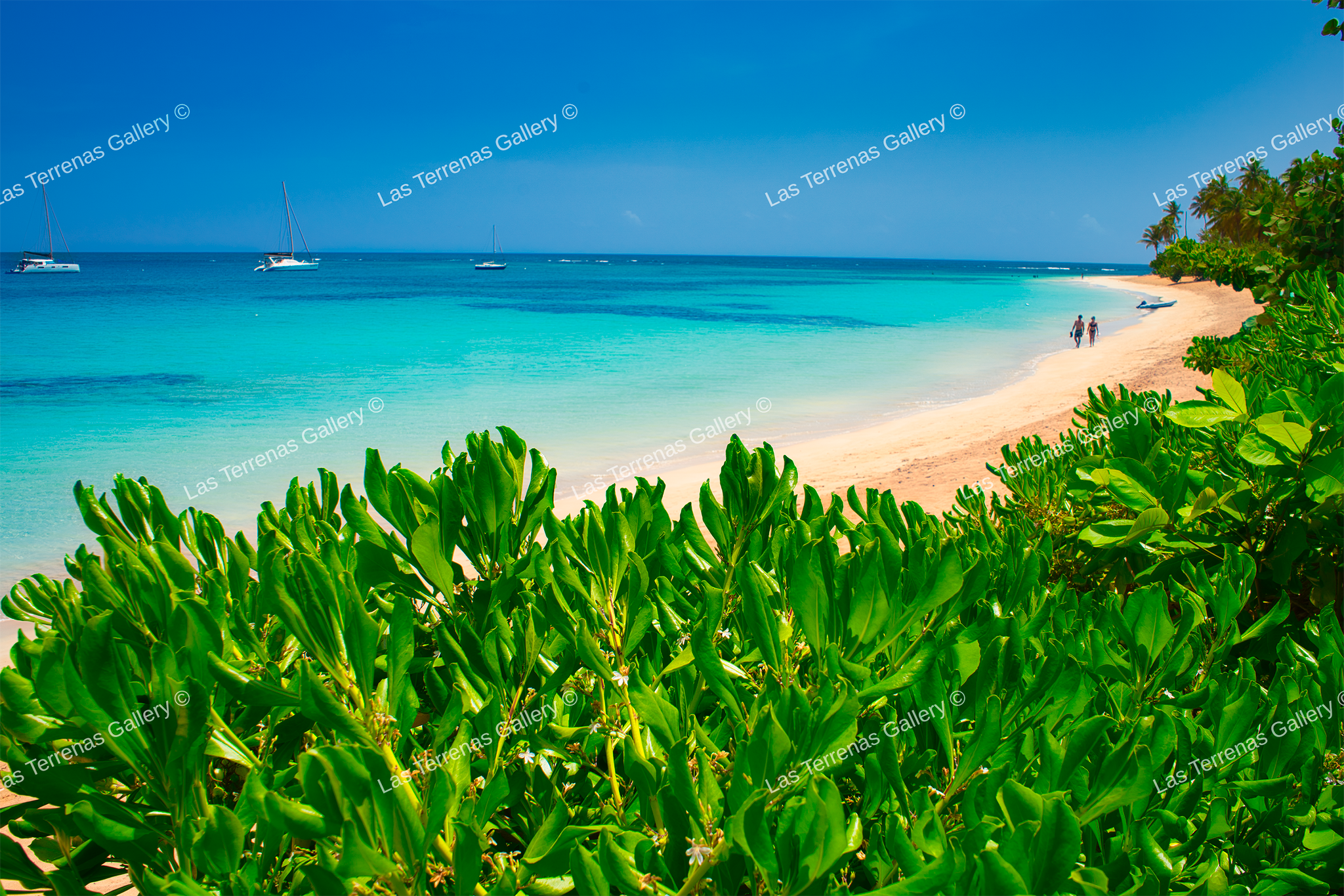 Playa Poppy 9913_0