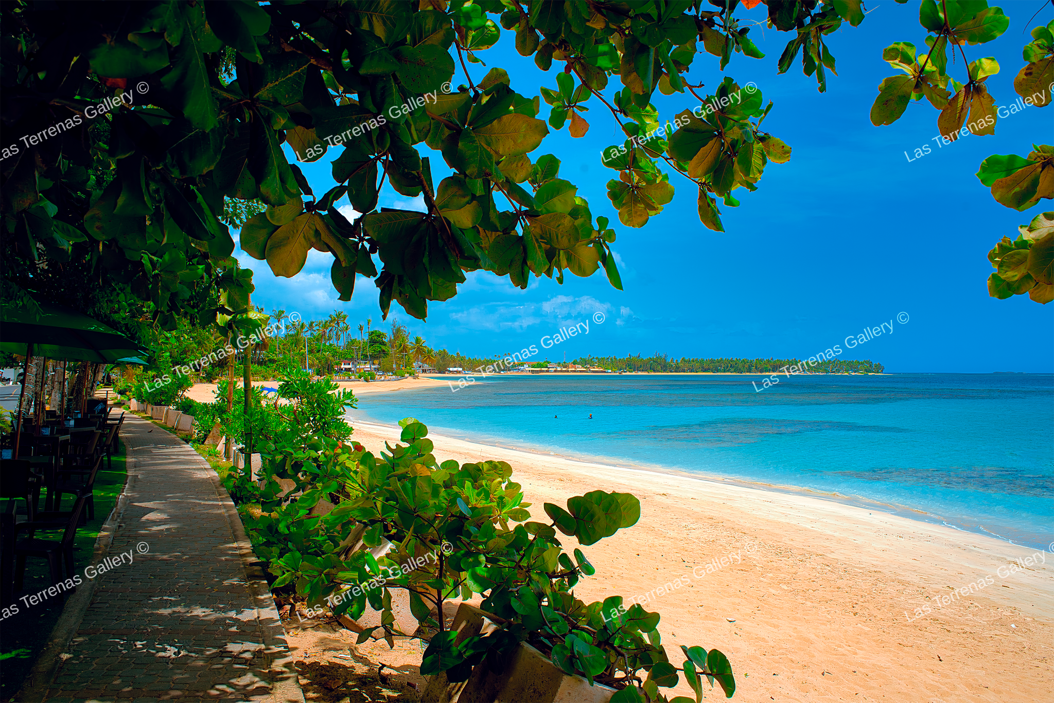 Playa Poppy 9921_0