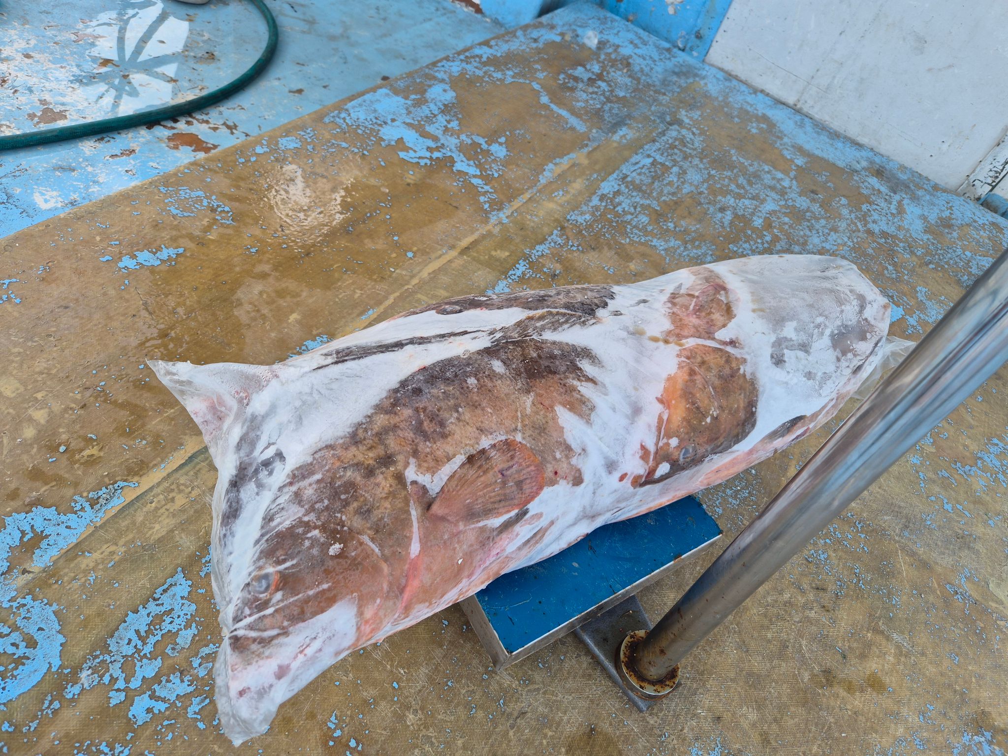 Unskinned Grouper Gutted_3