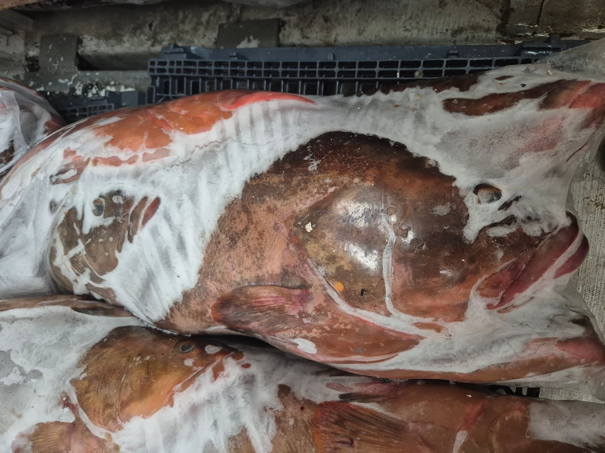 Unskinned Grouper Gutted_1