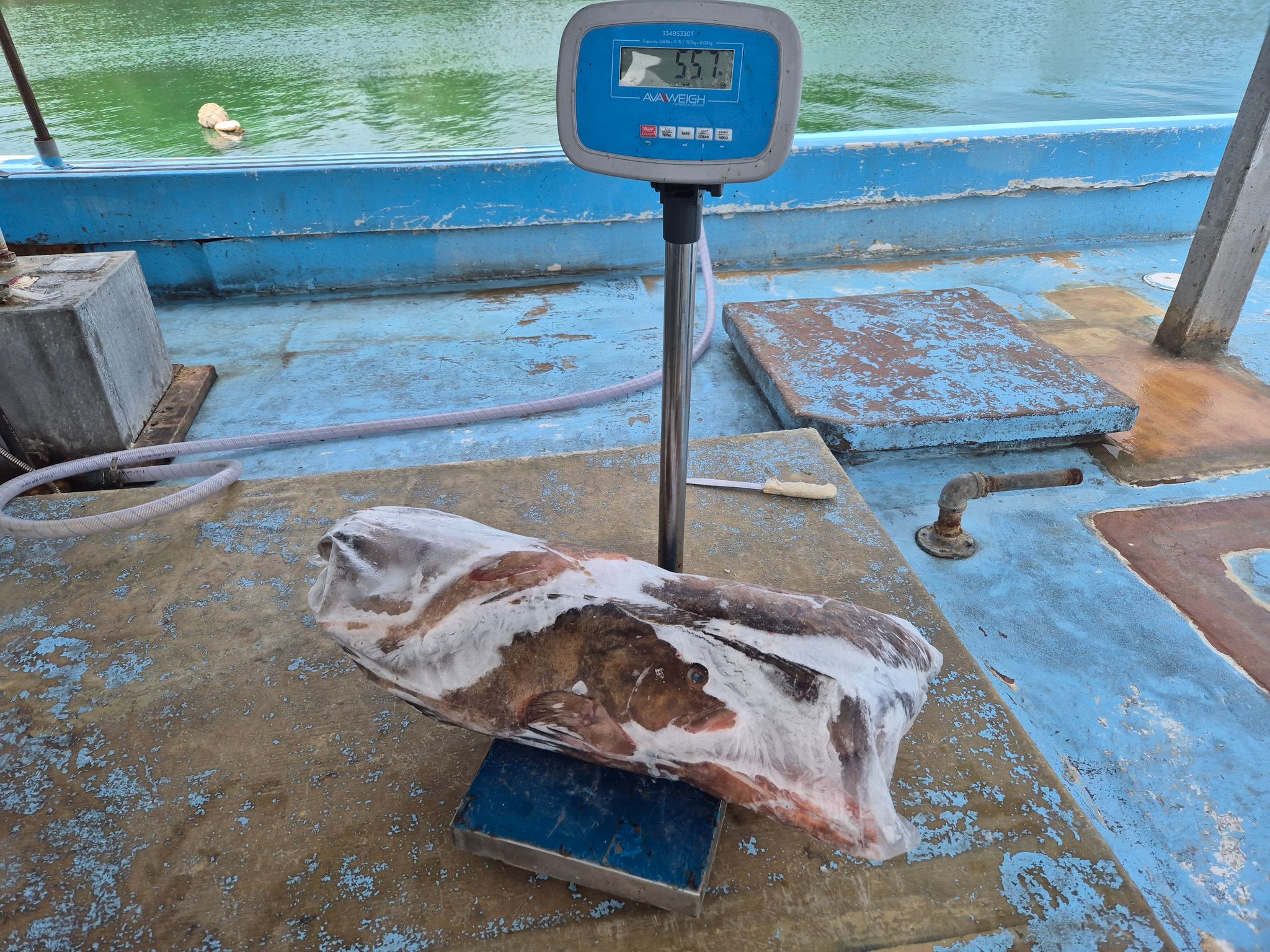 Unskinned Grouper Gutted_2