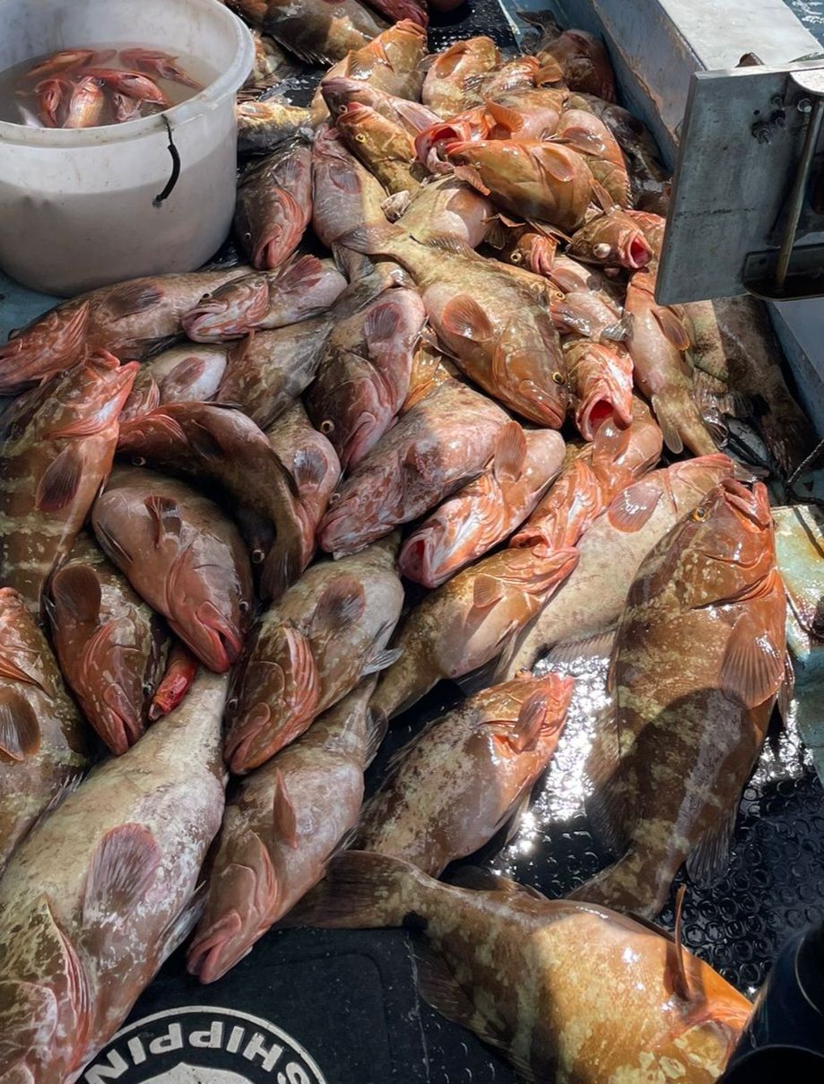 Unskinned Grouper Gutted_5