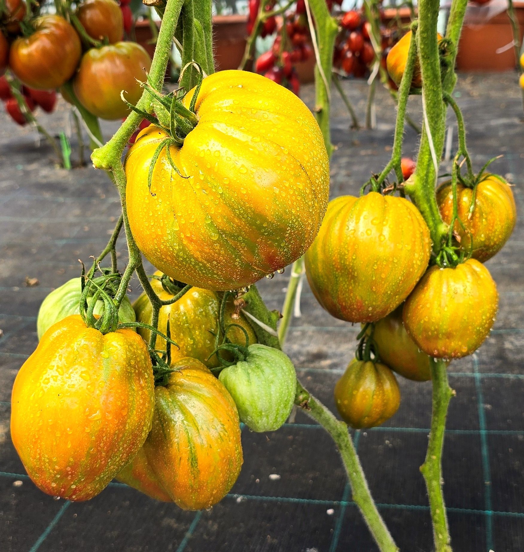 HUGE FESTIVAL GREEN TULIP TOMATO x 10 seeds_1