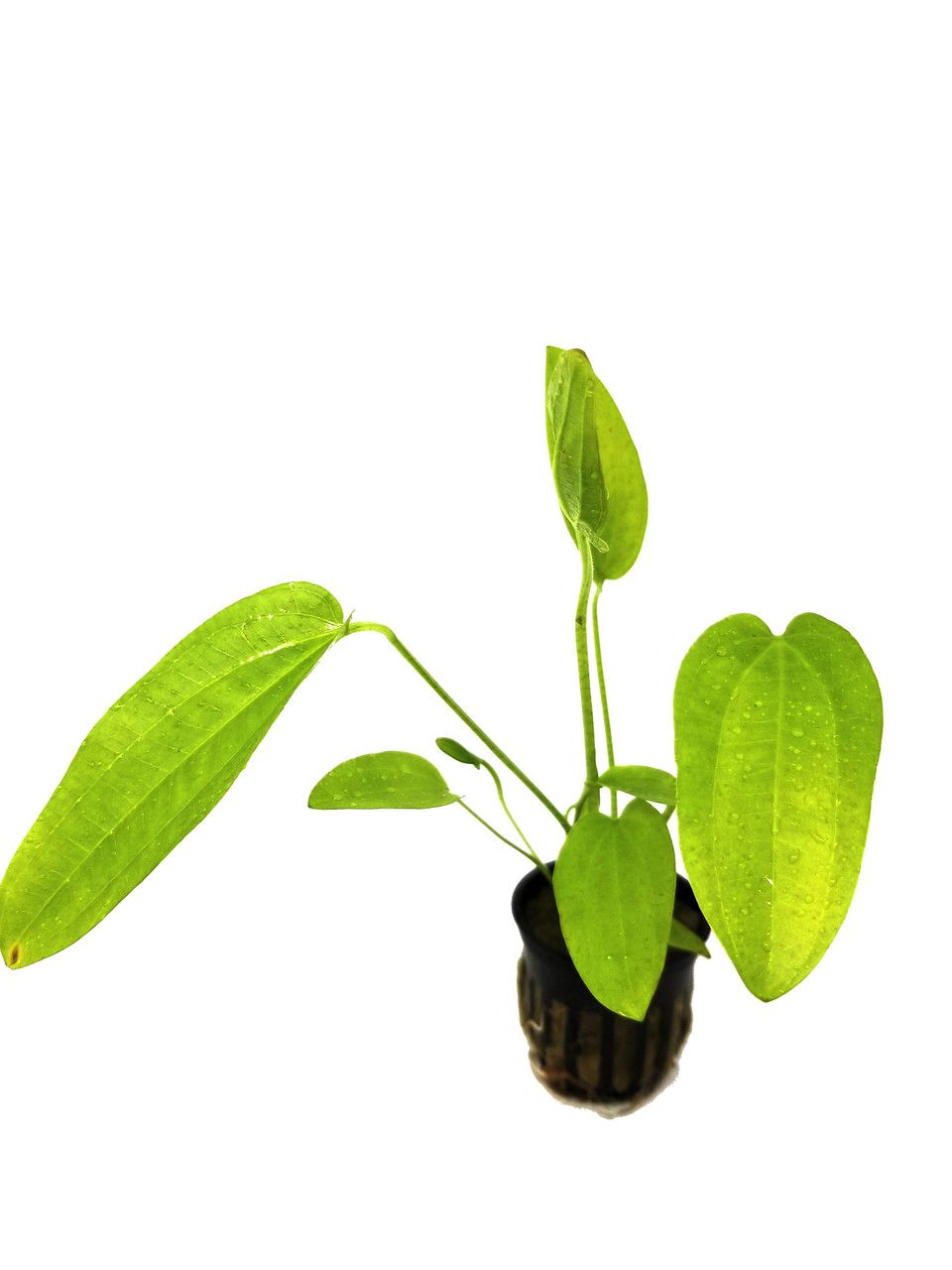 576 - Echinodorus radicans (Amazon swords)_1