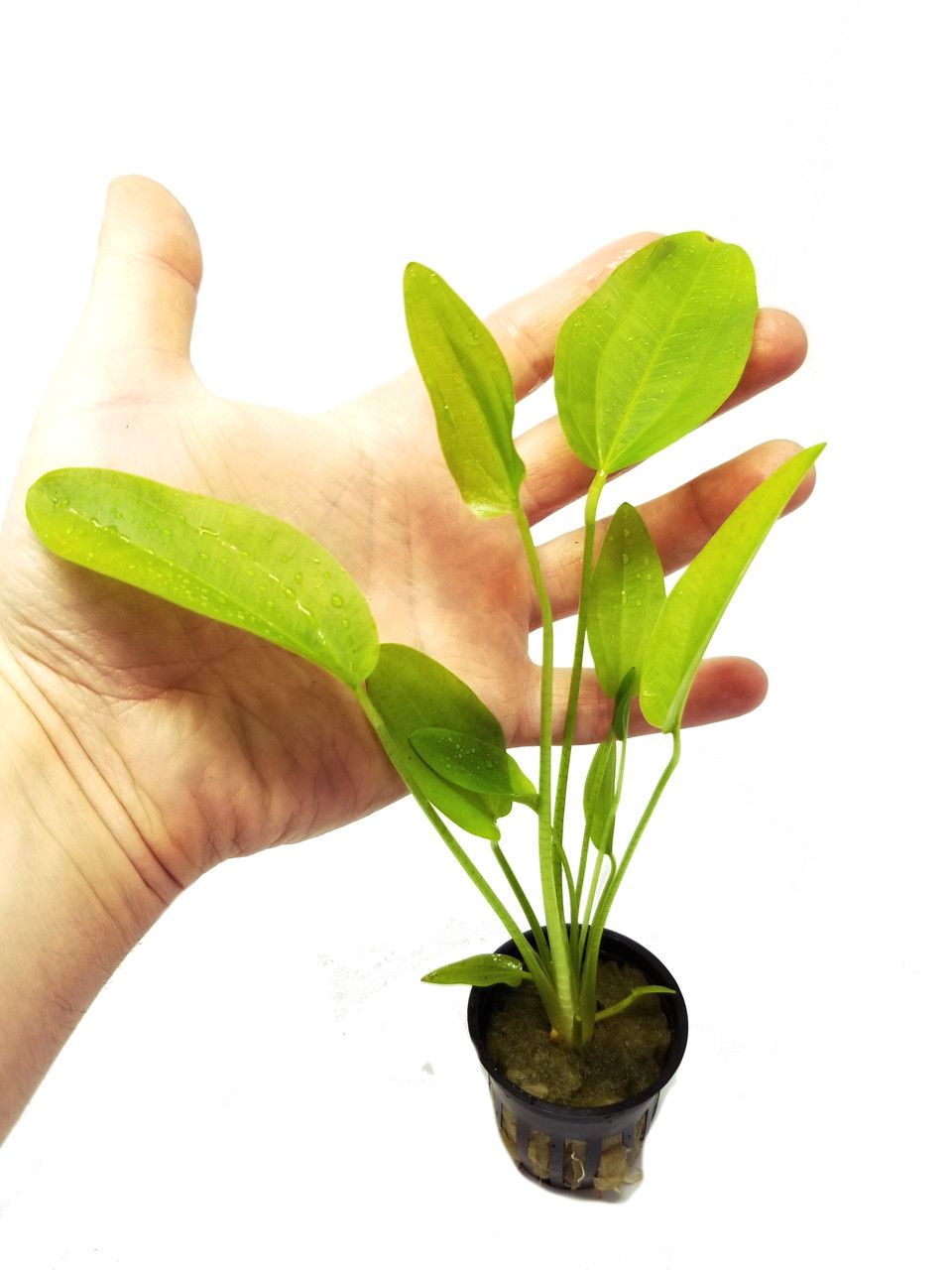 576 - Echinodorus radicans (Amazon swords)_3