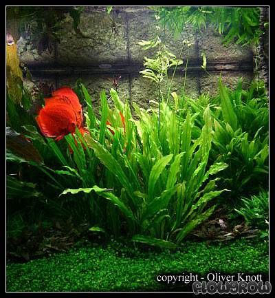 577 - Echinodorus maior martii (Ruffle Sword)_2