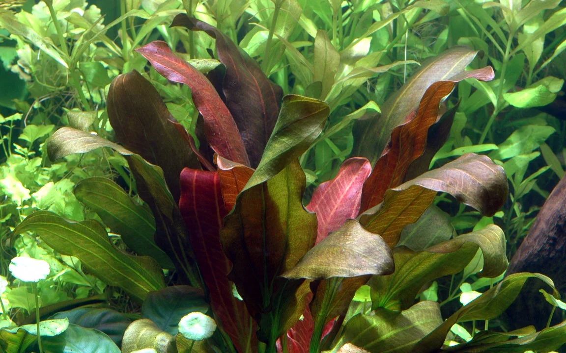 579 - Echinodorus osiris rubra (Red Amazon sword)_1