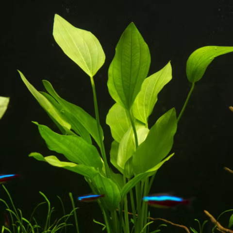 580 - Echinodorus palaefolius (Mexican sword)_1