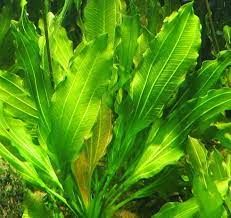 583 - Echinodorus subulatus_1