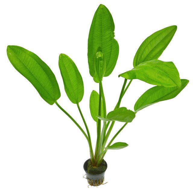 583 - Echinodorus subulatus_0
