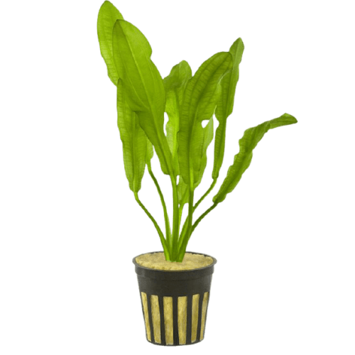 587- Echinodorus martii hybrid_0