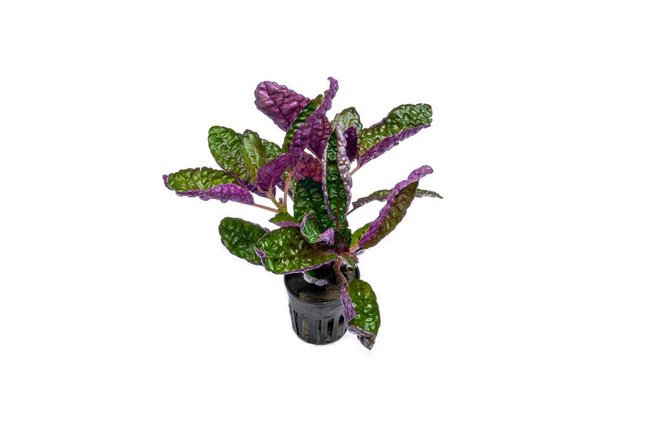 701 - Hemigraphis colorata (exotica)_0