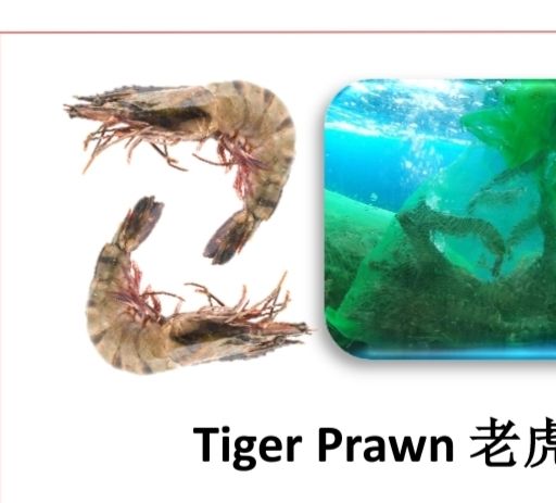 Fresh Tiger Prawn  21/25_0