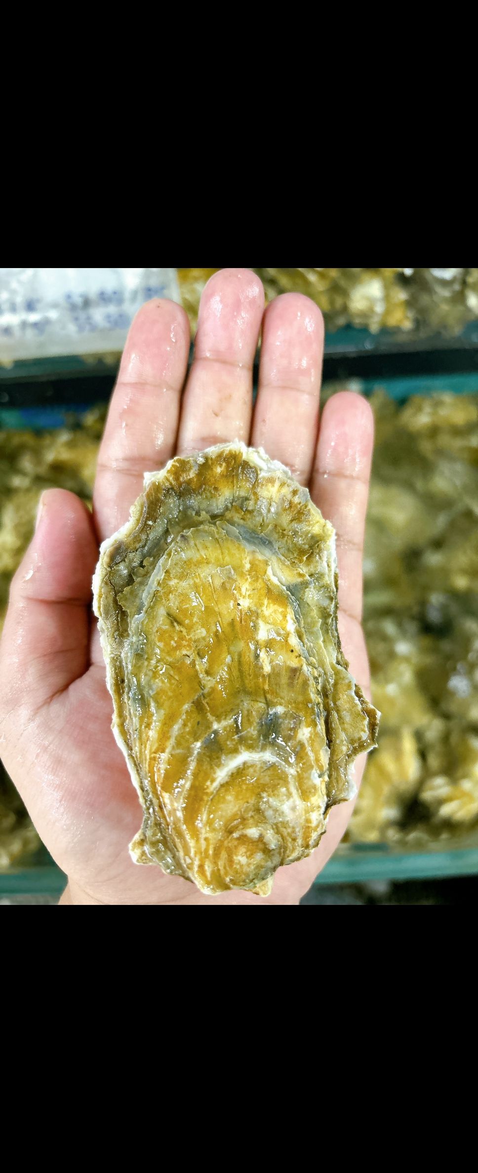 Fresh Usa Pacific Oyster _1