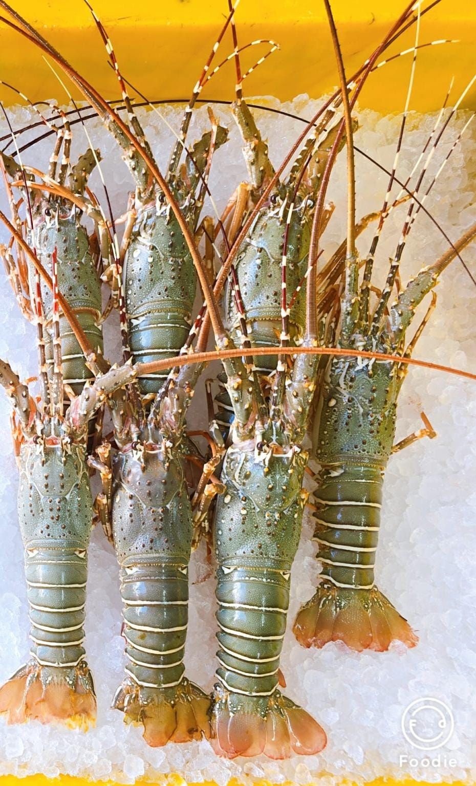 Fresh Rock Lobster with cheese _0