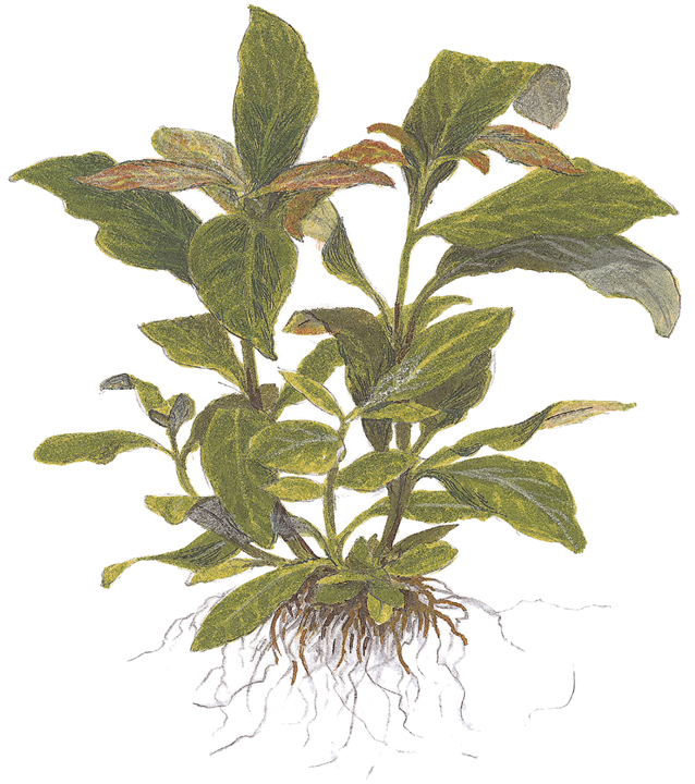 720 - Hygrophila corymbosa stricta_3