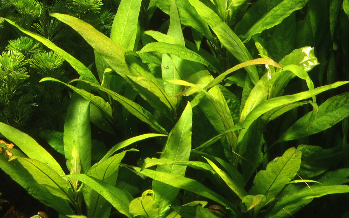 720 - Hygrophila corymbosa stricta_2