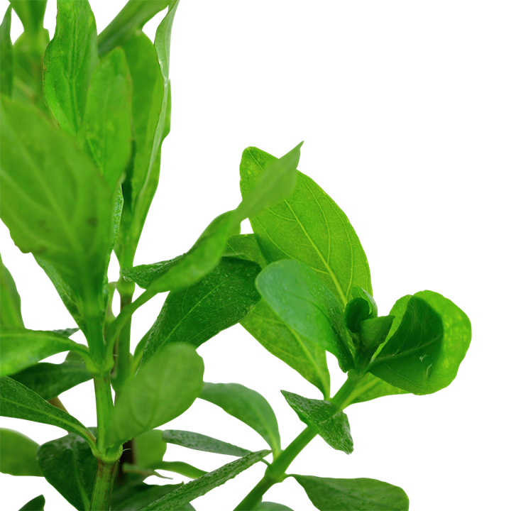 722 - Hygrophila polysperma_1