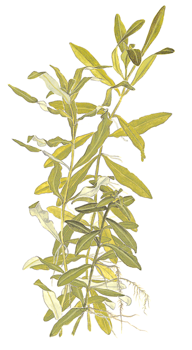 722 - Hygrophila polysperma_4