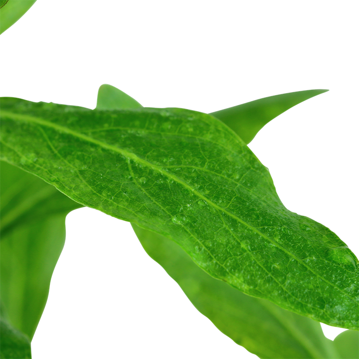 722 - Hygrophila polysperma_2