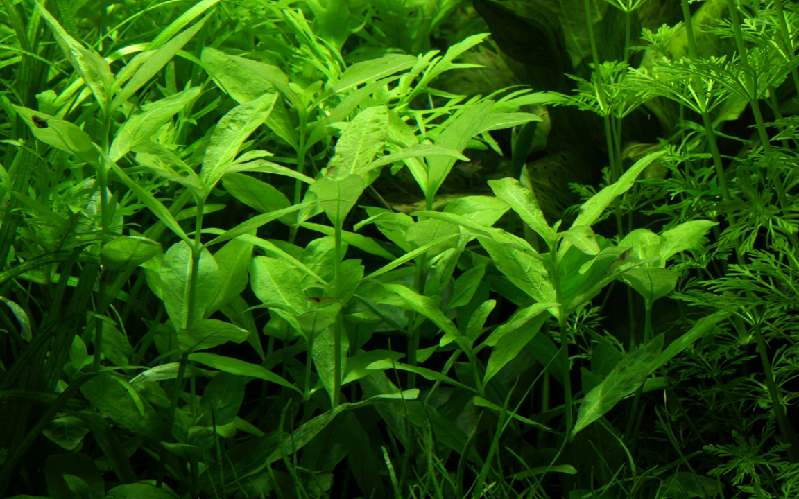 722 - Hygrophila polysperma_3