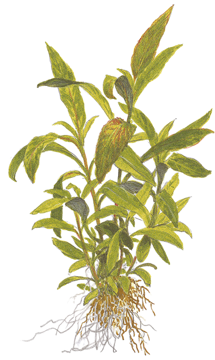 724 - Hygrophila siamensis_4
