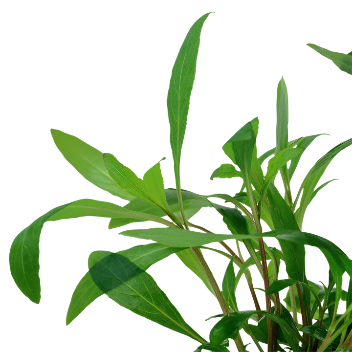 724 - Hygrophila siamensis_1