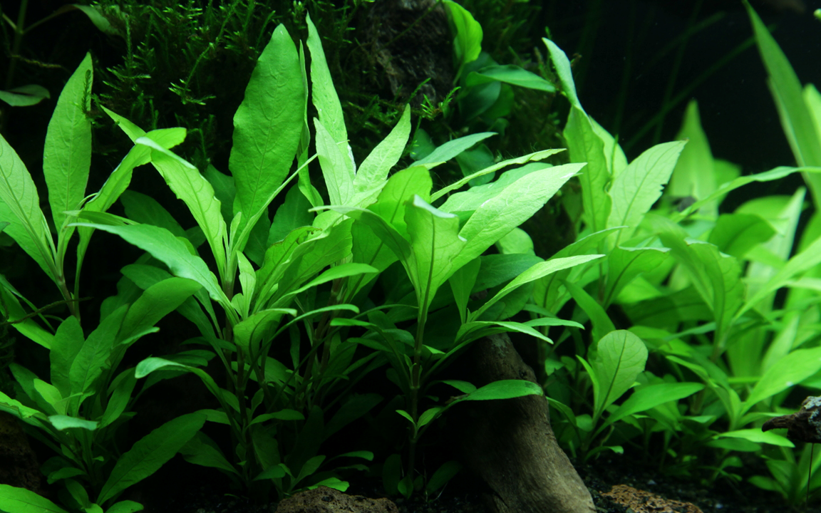 724 - Hygrophila siamensis_3