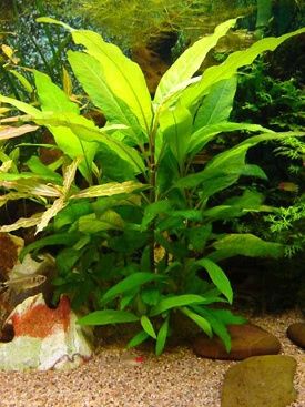725 - Nomaphila Aquatica_1
