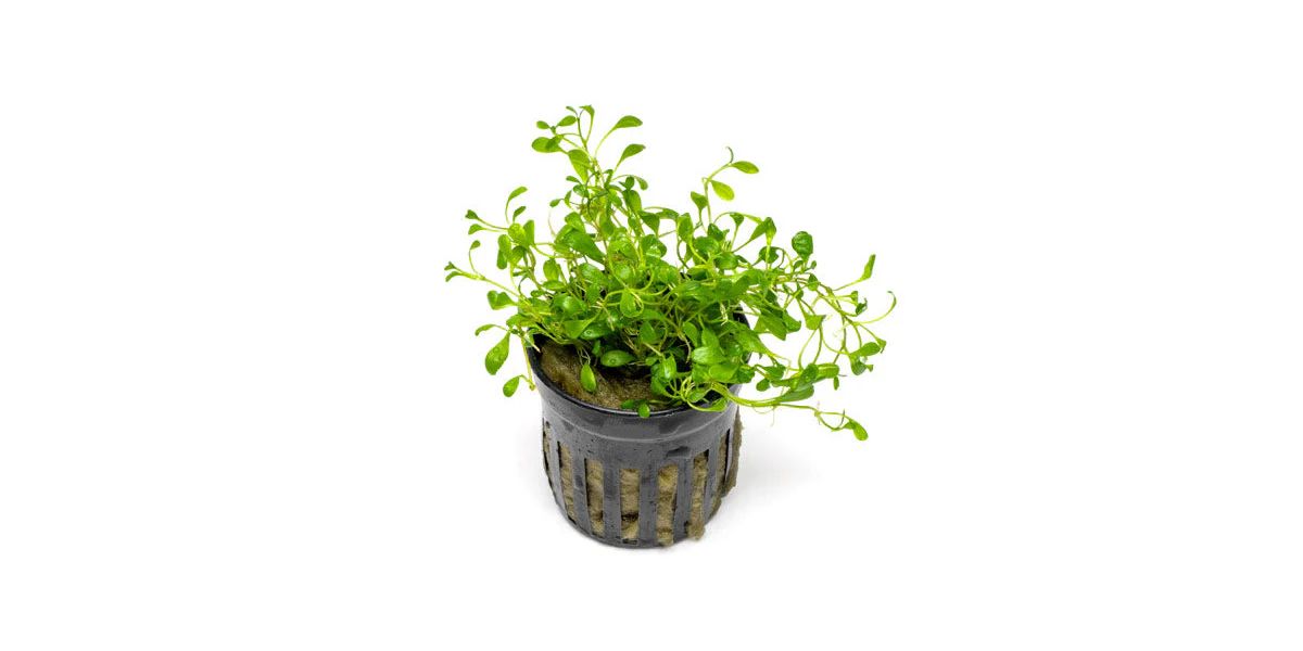 736 - Glossostigma elantoides_0