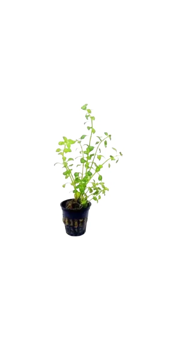 748 - Ludwigia bravipes_0