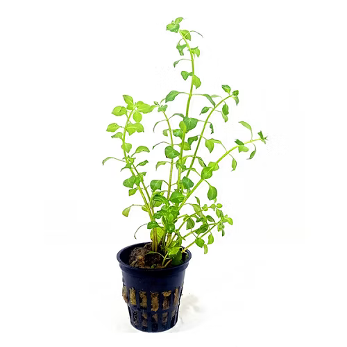 749 - Ludwigia Brocklee Green_1