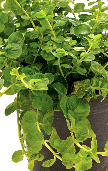 751 - Lysimachia nummularia (Creeping Jenny)_1
