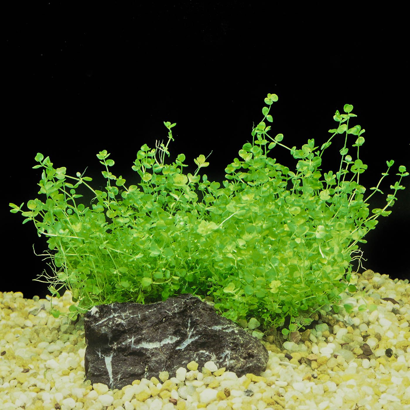 903 - Micranthemum umbrosum (Baby Tears) _1