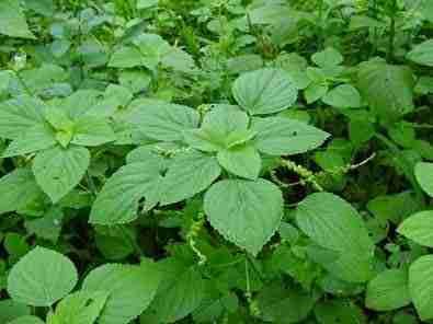 904 - Adenostemma viscosum (Sticky Daisy)  _1