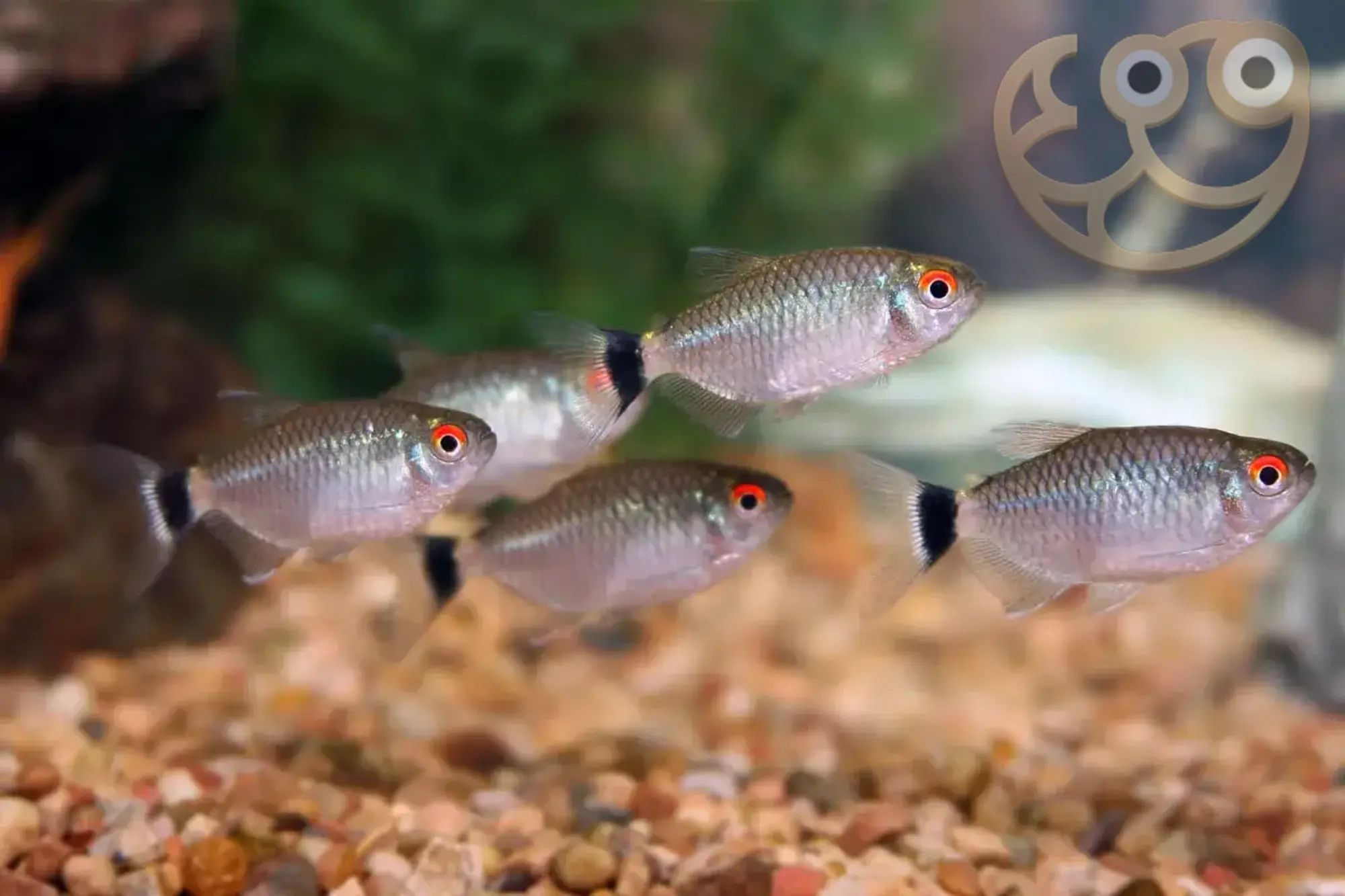 Red Eye Tetra_2