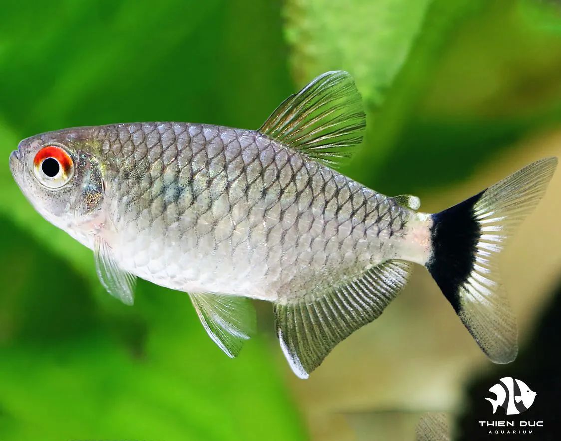 Red Eye Tetra_1