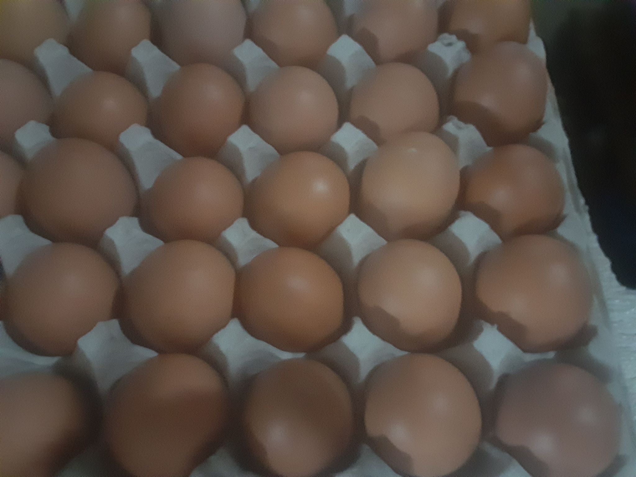 Eggs _1