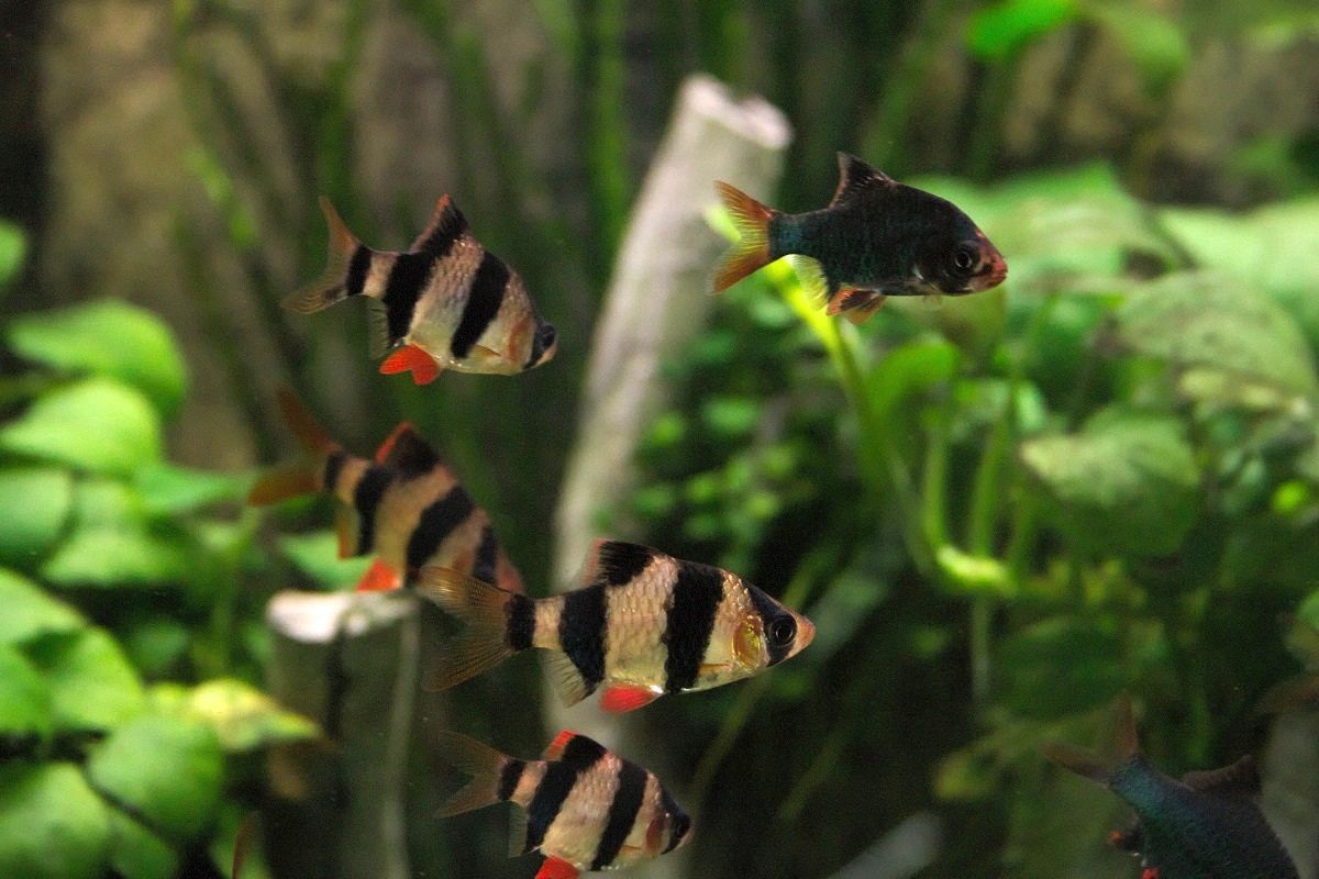 Tiger Barbs_1
