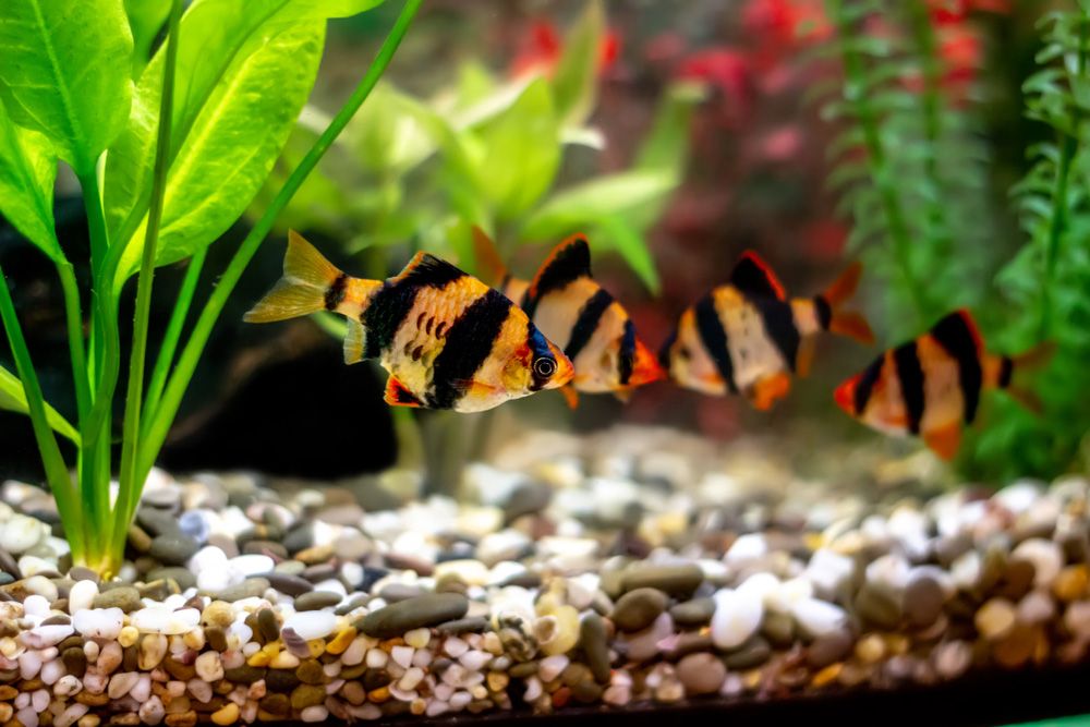 Tiger Barbs_2