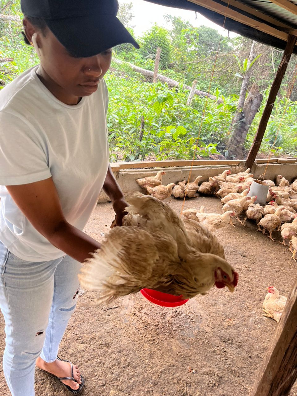 Poulets léger  🐓 _3